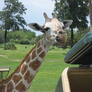 Safari feeding Giraffes