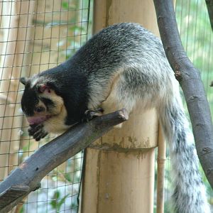 Grizzled Giant Squirrel at Brno, 27/05/10