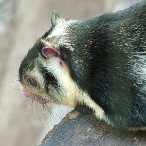 Grizzled Giant Squirrel at Brno, 27/05/10