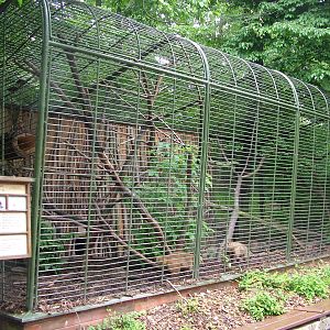 Coati exhibit at Brno, 27/05/10
