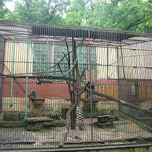 Olive Baboon exhibit at Brno, 27/05/10