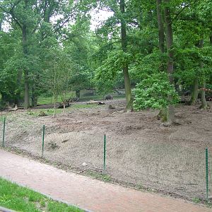 White-lipped Peccary exhibit at Brno, 27/05/10