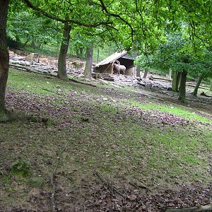Siberian Ibex exhibit at Brno, 27/05/10