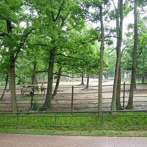 Equid paddocks at Brno, 27/05/10