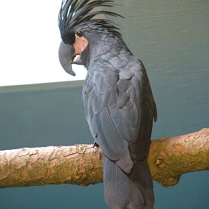 Palm Cockatoo at Brno, 27/05/10