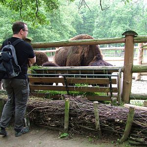 American Bison viewing at Brno, 27/05/10