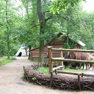 American Bison viewing at Brno, 27/05/10