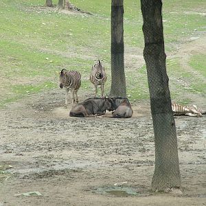 African Savannah exhibit at Brno, 27/05/10