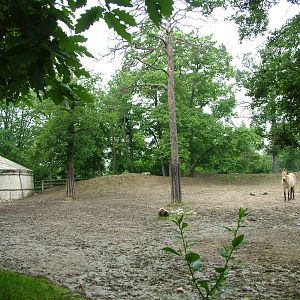 Equid paddock at Brno, 27/05/10