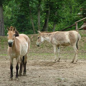 Przewalski's Horse and Kulan at Brno, 27/05/10