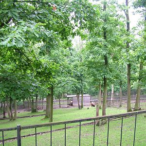 Mishmi Takin paddock at Brno, 27/05/10