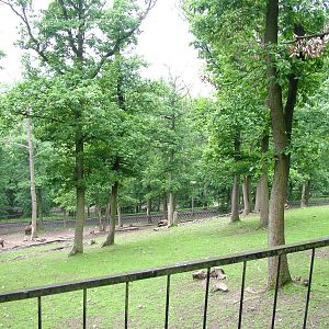 Mishmi Takin paddock at Brno, 27/05/10