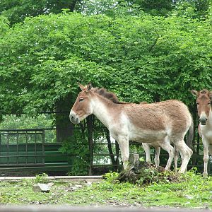 Eastern Kiangs at Brno, 27/05/10