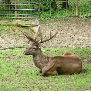 Siberian Wapiti at Brno, 27/05/10