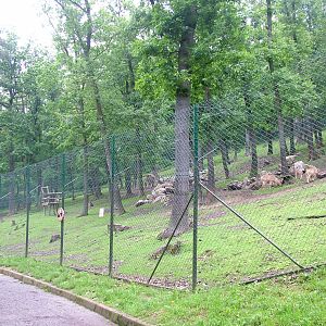 Gelada and Barbary Sheep exhibit at Brno, 27/05/10
