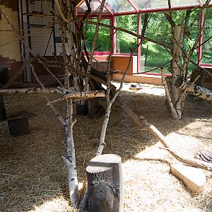 lemur's indoor enclosure