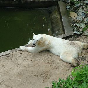 Polar Bear exhibit at Brno, 27/05/10