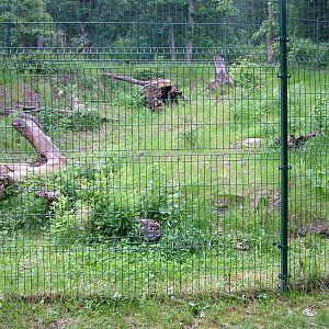 Canadian Lynx exhibit at Brno, 27/05/10