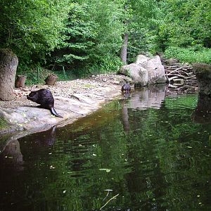 Canadian Beaver exhibit at Brno, 27/05/10