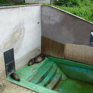 Fur Seal exhibit at Brno, 27/05/10