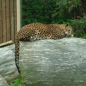 Sri Lankan Leopard at Brno, 27/05/10