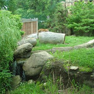 Leopard exhibit at Brno, 27/05/10