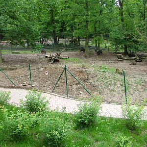 Peccary exhibit at Brno, 27/05/10