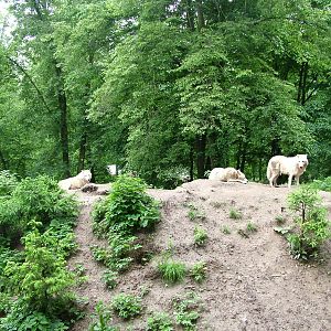 Arctic Wolves at Brno, 27/05/10