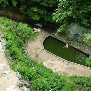 Polar Bear exhibit at Brno, 27/05/10