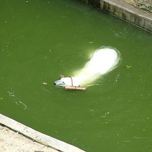 Polar Bear exhibit at Brno, 27/05/10