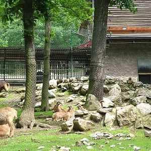 Geladas and Barbary Sheep at Brno, 27/05/10