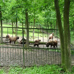 Mishmi Takin paddock at Brno, 27/05/10