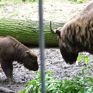 Mishmi Takins at Brno, 27/05/10