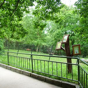Maned Wolf viewing area at Brno, 27/05/10