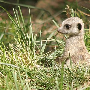 Baby meerkat, April 2005