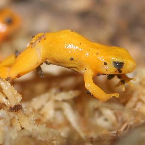 Golden Mantella Frog, July 2008
