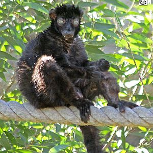 Blue-Eyed Black Lemur, October 2009