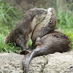 Kissing otters, March 2010