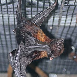 Island Flying Fox, March 2010