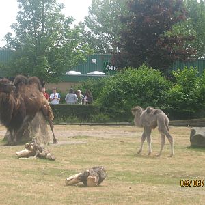 Bactrian Camel at Blackpool Zoo, 13/06/10
