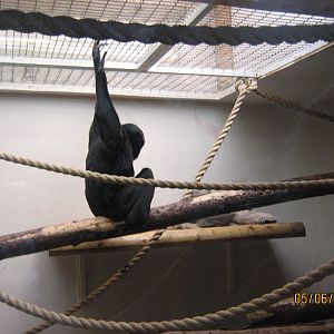 pileated gibbon