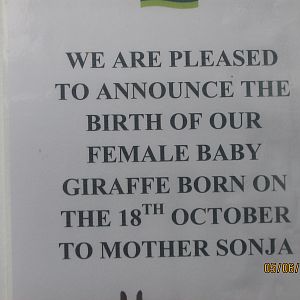 giraffe birth