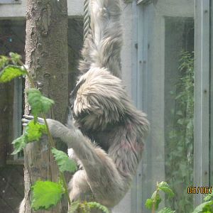 pileated gibbon mother