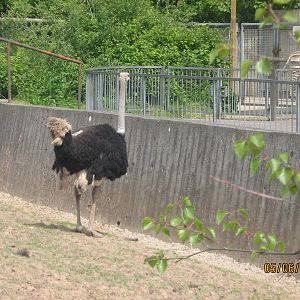 ostrich&zebra paddock