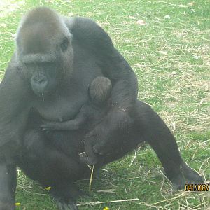 baby gorilla and miliki