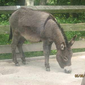 donkeys