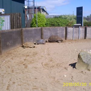 Tortoise exhibit
