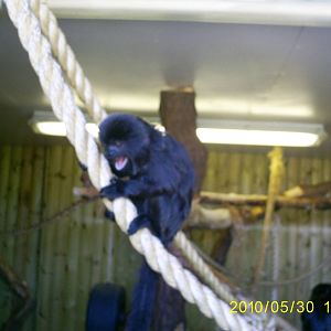 goeldi's monkey