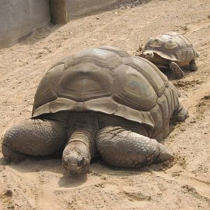 tortoise 95 years old