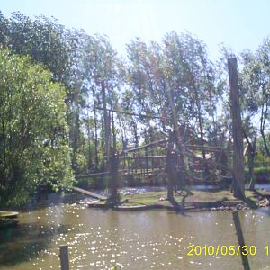 king colobus exhibit